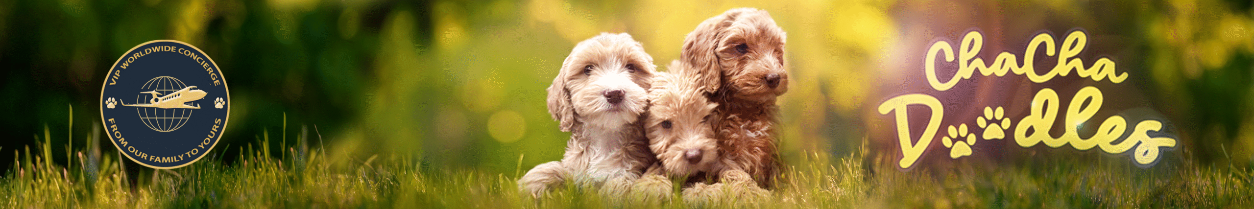 ChaCha Doodles header with Goldendoodle puppies and VIP Worldwide Concierge badge